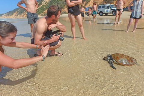 Half-Day Kayak With Dolphins And 4WD Beach Drive From Rainbow Beach - Accommodation Gold Coast 11