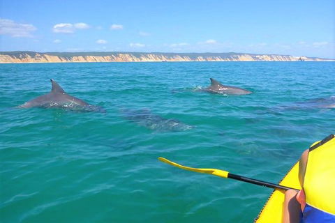 Half-Day Kayak With Dolphins And 4WD Beach Drive From Rainbow Beach - Accommodation Gold Coast 2