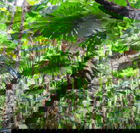 Cape Tribulation Daintree Rainforest and Wildlife Tour - Accommodation Gold Coast