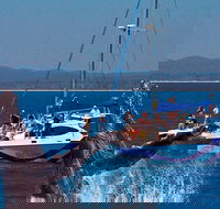 Blue Dolphin Exclusive Whale Watch Encounters - Accommodation Gold Coast