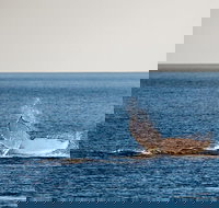 Whale Watching Ocean Tour - Accommodation Gold Coast