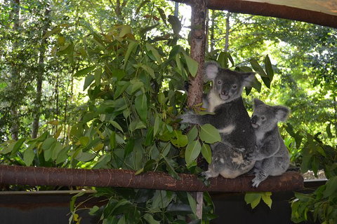 Hartley\'s Crocodile Adventures General Entry Ticket - 1 Gold Coast 8