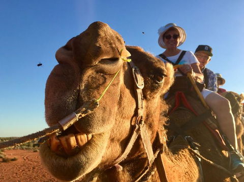 Uluru Small-Group Tour By Camel At Sunrise Or Sunset - Accommodation Gold Coast 7