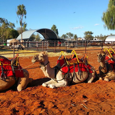 Uluru Small-Group Tour By Camel At Sunrise Or Sunset - Accommodation Gold Coast 15