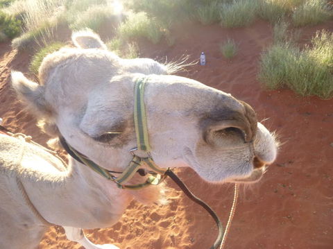 Uluru Small-Group Tour By Camel At Sunrise Or Sunset - Accommodation Gold Coast 10