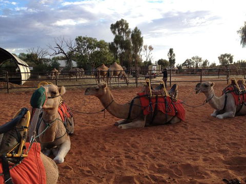 Uluru Small-Group Tour By Camel At Sunrise Or Sunset - Accommodation Gold Coast 24