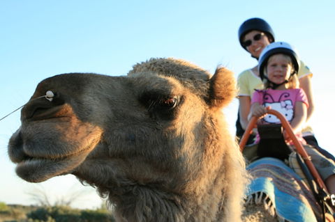 Uluru Small-Group Tour By Camel At Sunrise Or Sunset - Accommodation Gold Coast 3