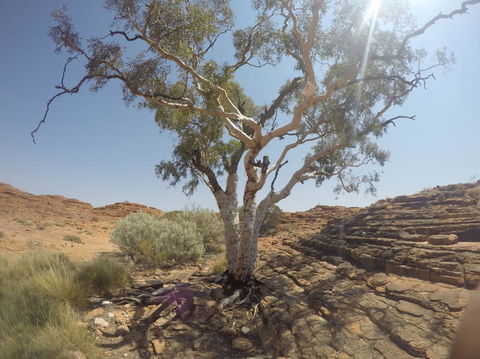 Kings Canyon Day Trip From Ayers Rock - Gold Coast 4U 3