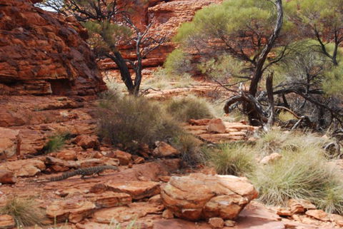 Kings Canyon Day Trip From Ayers Rock - Gold Coast 4U 24