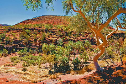 Palm Valley 4WD Tour From Alice Springs - Accommodation Gold Coast 6