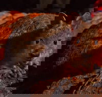 Alice Springs Desert Park Nocturnal Tour - Accommodation Gold Coast