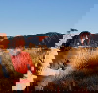 Uluru Sunrise and Kata Tjuta Half Day Trip - Accommodation Gold Coast