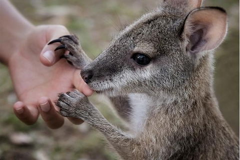 Top Didj Cultural Experience & Art Gallery - 1 Gold Coast 1