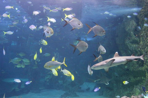 SEA LIFE Sydney Aquarium Entrance Ticket - Accommodation Gold Coast 9