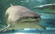 SEA LIFE Sydney Aquarium Entrance Ticket - thumb 5