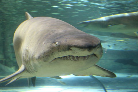 SEA LIFE Sydney Aquarium Entrance Ticket - Accommodation Gold Coast 5