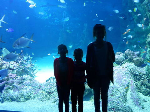 SEA LIFE Sydney Aquarium Entrance Ticket - Accommodation Gold Coast 10