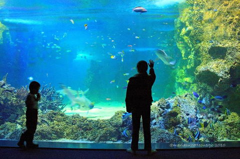 SEA LIFE Sydney Aquarium Entrance Ticket - Accommodation Gold Coast 15