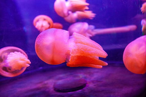 SEA LIFE Sydney Aquarium Entrance Ticket - Accommodation Gold Coast 31