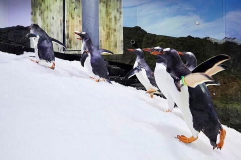 SEA LIFE Sydney Aquarium Entrance Ticket - Accommodation Gold Coast 32