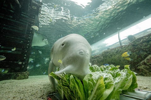 SEA LIFE Sydney Aquarium Entrance Ticket - Accommodation Gold Coast 34