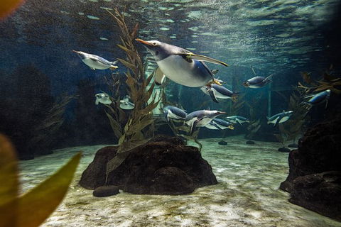 SEA LIFE Sydney Aquarium Entrance Ticket - Accommodation Gold Coast 29