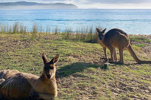 5 Day Murramarang Coast Journey From Sydney - Guided Hike With Villa Accom - 1 Gold Coast 6