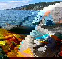 Byron Bay Combo Hinterland Tour Including Minyon Falls and Kayaking with Dolphins - 1 Gold Coast