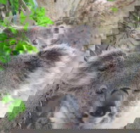 Byron Bay Wildlife Safari - 1 Gold Coast