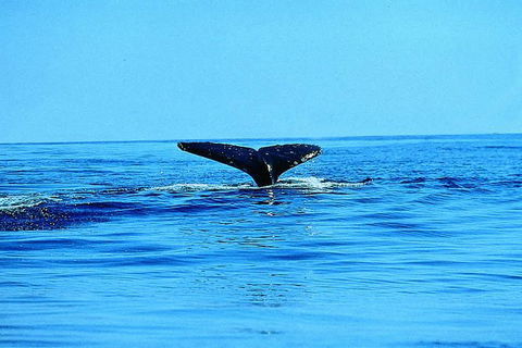 Whale Watching By Sea Kayak In Batemans Bay - Gold Coast 4U 1