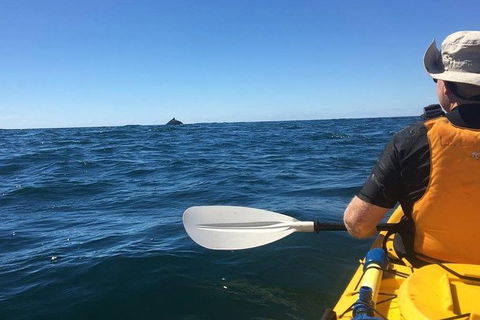 Whale Watching By Sea Kayak In Batemans Bay - Gold Coast 4U 7