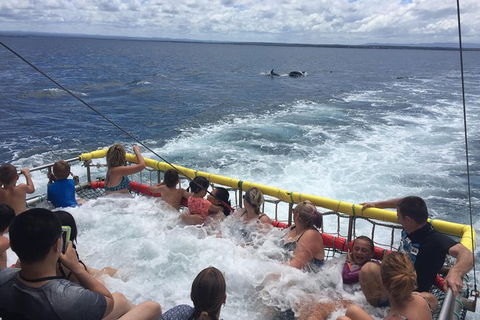 Jervis Bay Boom Netting And Dolphins Tour - 1 Gold Coast 14