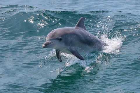 Jervis Bay Boom Netting And Dolphins Tour - 1 Gold Coast 8