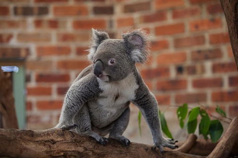 Blue Mountains Deluxe Overnight Eco Experience - Small Group (2-day) - 1 Gold Coast 1