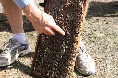 Bees On Keswick Island - 1 Gold Coast 0
