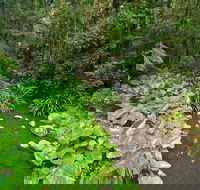 Brindle Creek Walking Track - Accommodation Gold Coast