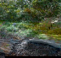 Browns Forest Loop Trail - Accommodation Gold Coast