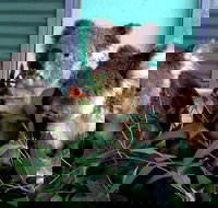 Cohunu Koala Park - 1 Gold Coast