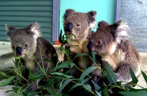 Cohunu Koala Park - Gold Coast 4U 0