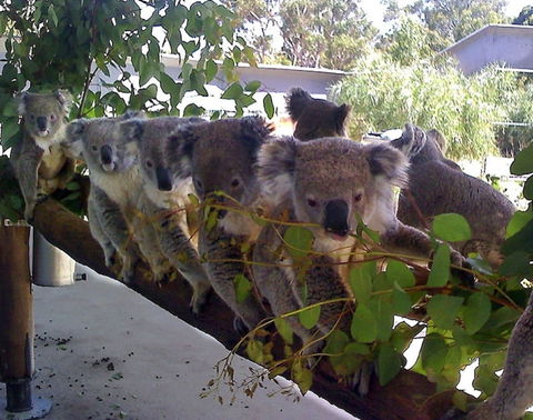 Cohunu Koala Park - Gold Coast 4U 1