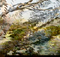 Dead Horse Gap walking track - Accommodation Gold Coast
