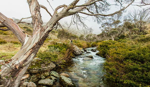 Dead Horse Gap Walking Track - Accommodation Gold Coast 0