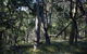 Green's Bush Long Circuit Walk - thumb 0