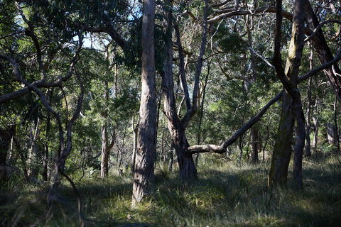 Green's Bush Long Circuit Walk - Accommodation Gold Coast 0