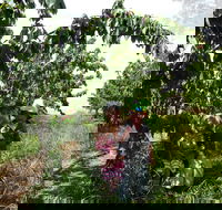 Harben Vale Pick Your Own Cherries - Accommodation Gold Coast