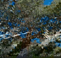 Holey Plains State Park - Accommodation Gold Coast