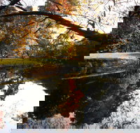 Jamieson Significant Trees - 1 Gold Coast