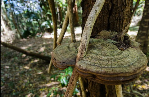 Mount Keira Ring Track - 1 Gold Coast 0