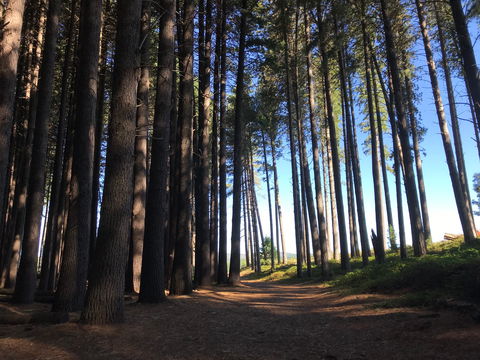 Mountain Bike Trails Tumbarumba - Accommodation Gold Coast 0