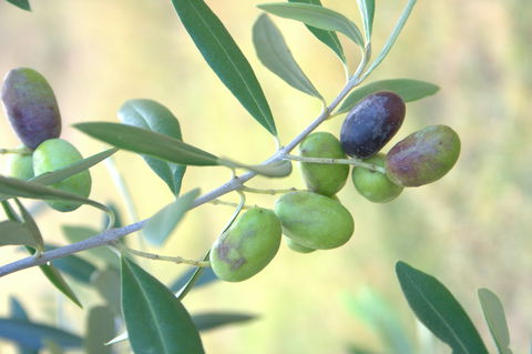 Olives Of Beaulieu - Accommodation Gold Coast 2